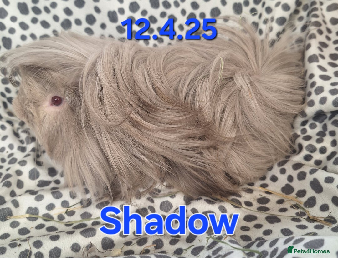 Guinea Pig rodents for sale: Rescue guinea pigs  - Image 3