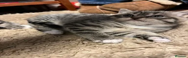 Mixed Breed Kitten 3