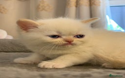 Persian cats for sale: Exotic persians  - Image 14