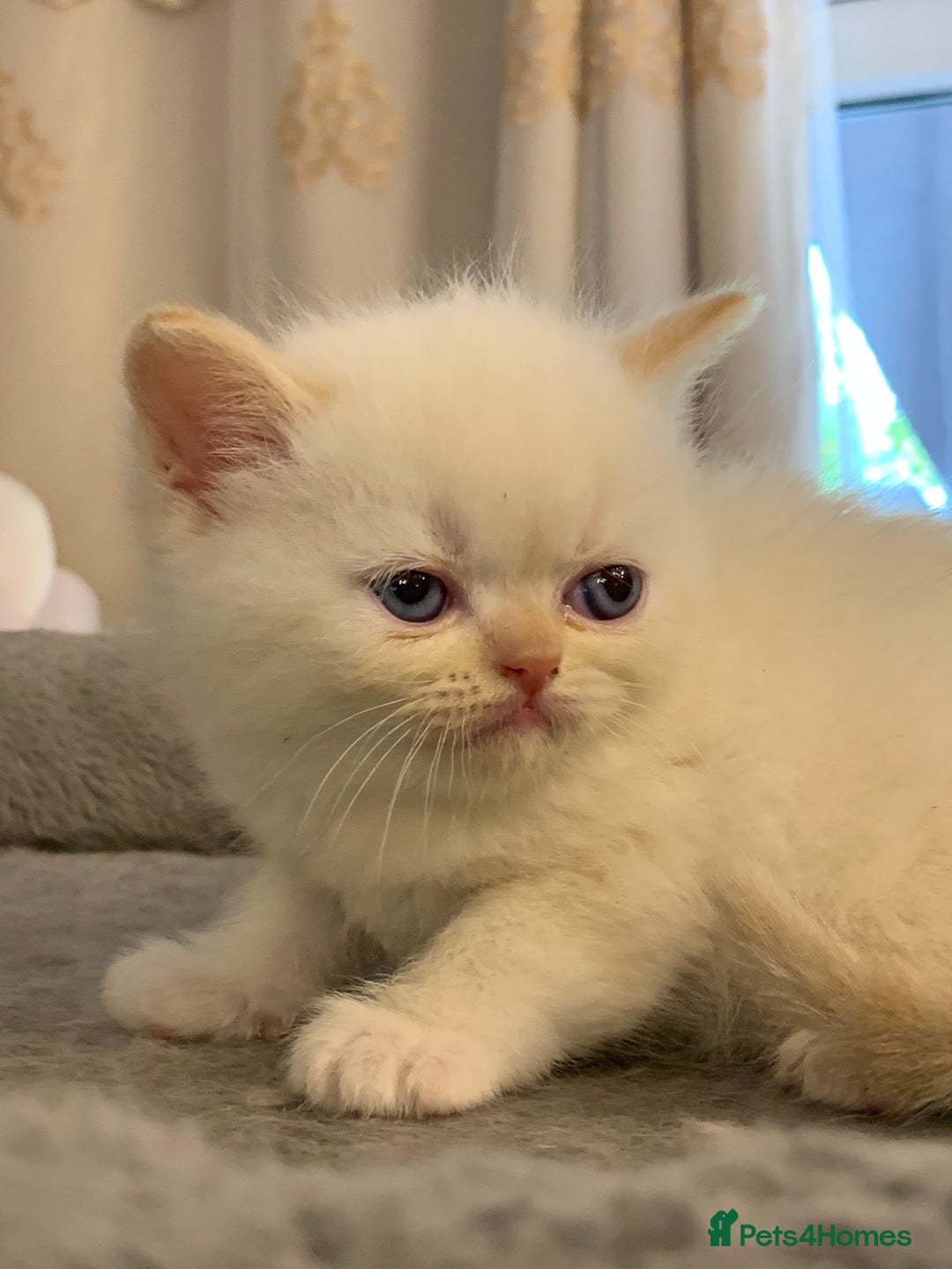 Persian cats for sale: Exotic persians  - Image 14