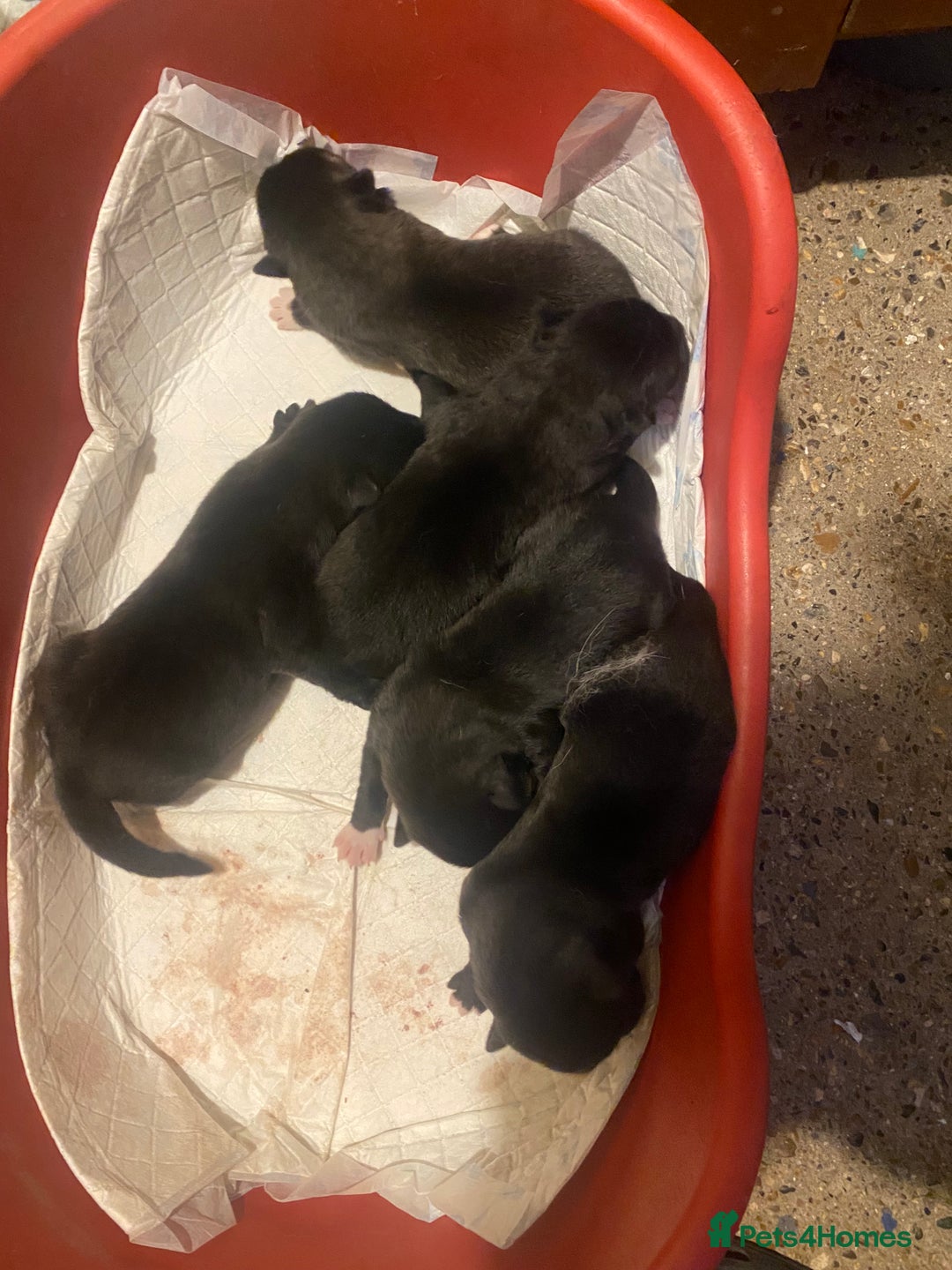 Huskita dogs for sale: Akita puppies  - Image 10