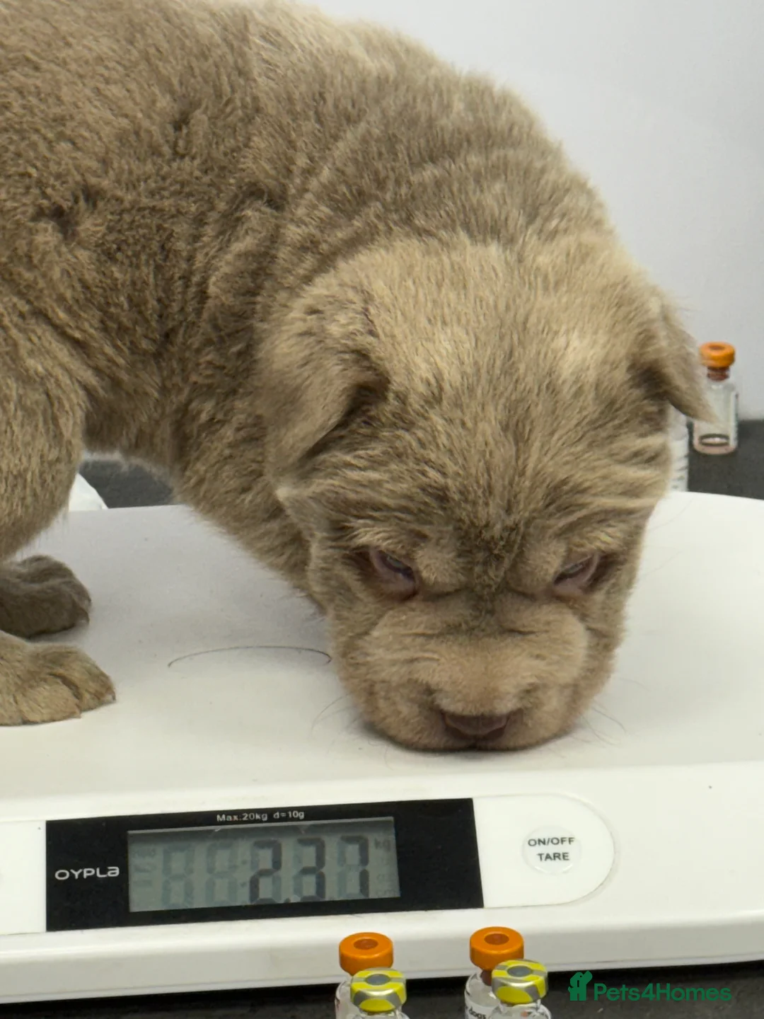 Shar Pei dogs for sale: Tan point bear and brush coat puppies - Advert 13