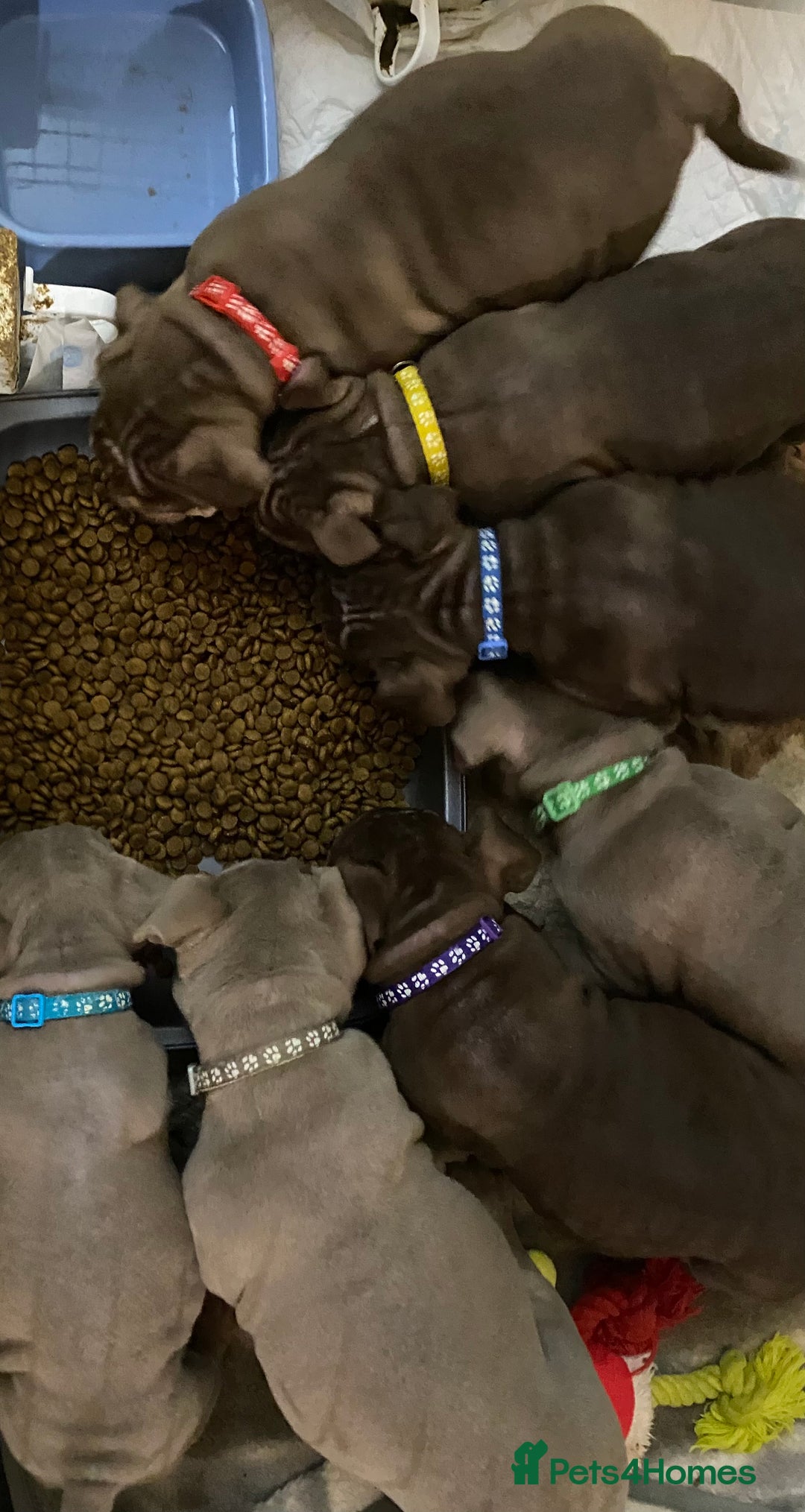 Mixed Breed dogs for sale: Old Tyme And English bulldog puppies - Advert 15
