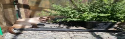 Mixed Breed cats for sale: *Litter trained*Guaranteed to be Cuddly - Advert 4