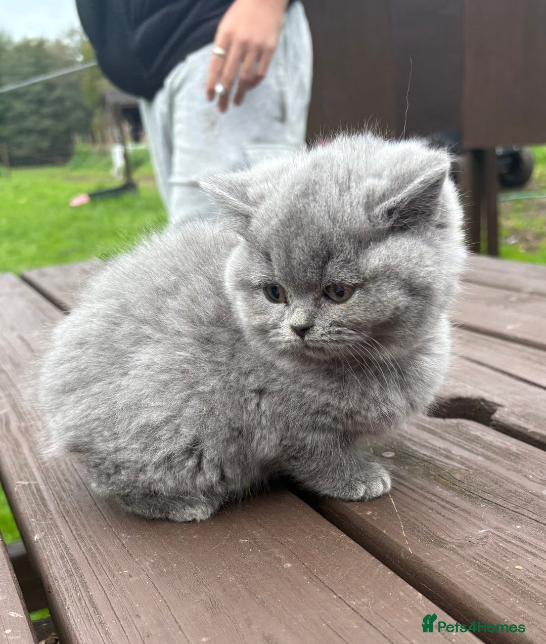 British Shorthair cats for sale: 2 left ready for new home this Saturday  - Advert 1