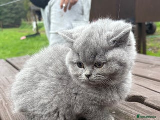 British Shorthair cats - Advert 34