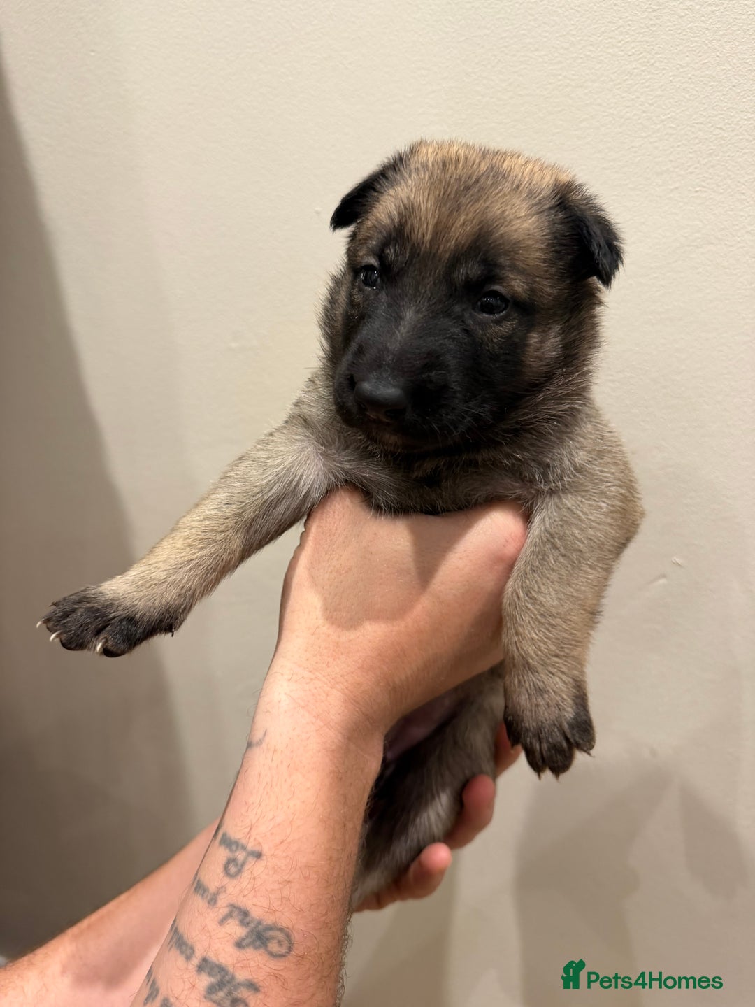 Mixed Breed dogs for sale: Shepinios puppies  - Advert 8