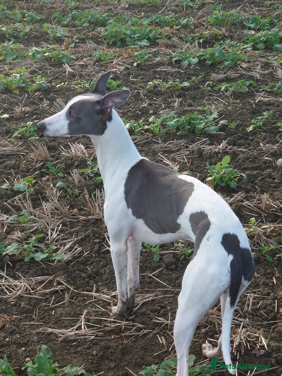 Whippet dogs for stud: Full cream kc and blue white parti kc for stud in Crook - Advert 16