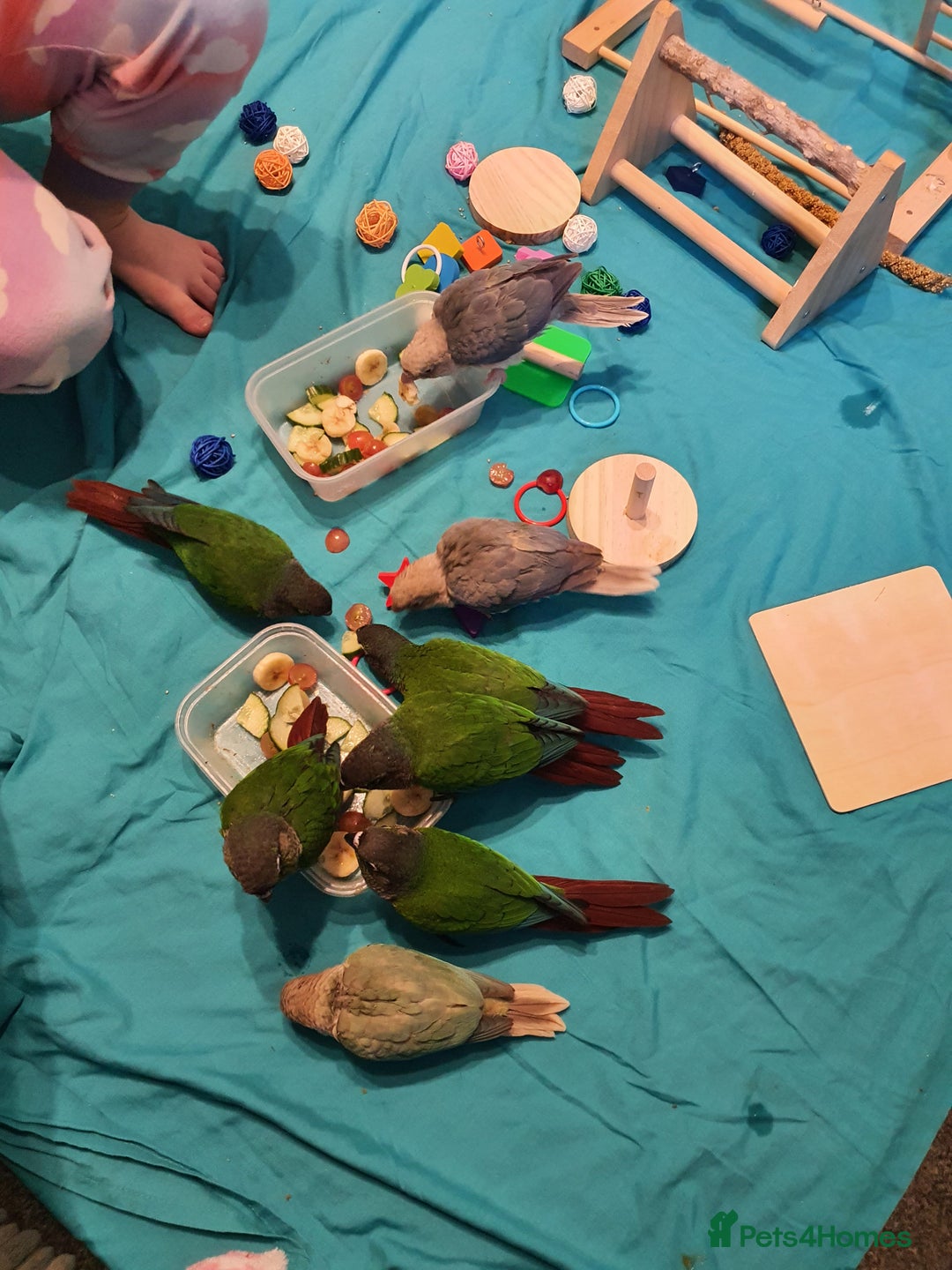 Conures birds for sale: Handreared conures - Image 13