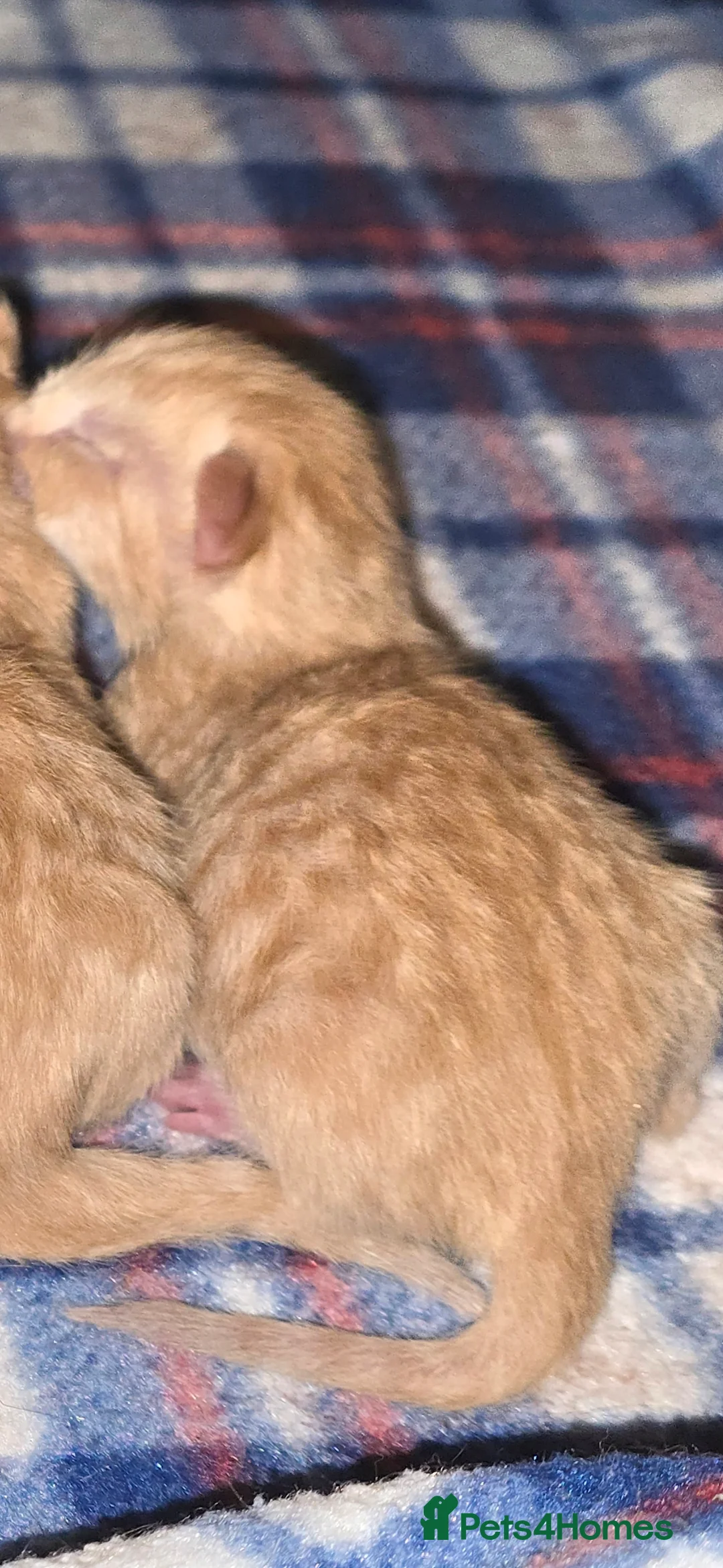 Domestic Shorthair cats for sale: beautifull 5 kittens ready to go 19th of May - Advert 11