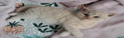 British Shorthair cats for sale: Chunky BSH&BLH kittens - Advert 4