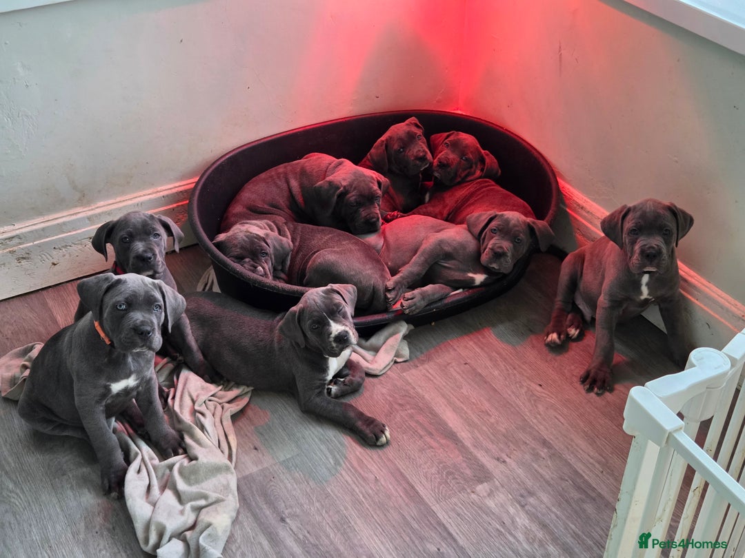 Cane Corso dogs for sale: Kingcanecorso litter, stunning traditional corsos - Advert 7