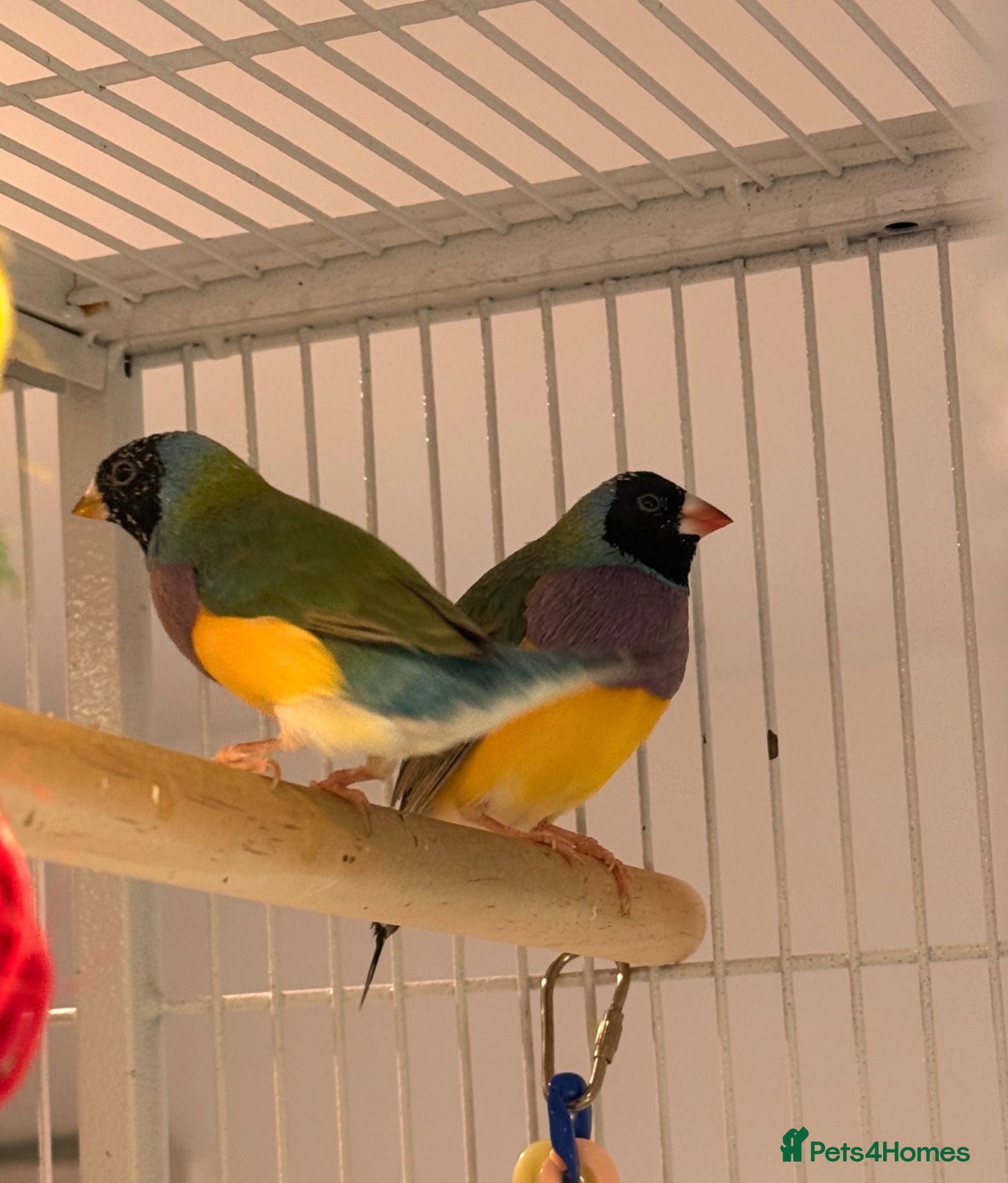 Finches birds 🐦 TOP QUALITY YOUNG MALE BLACKHEAD GOULDIANS — - Advert 1