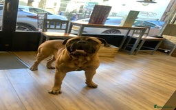 Bullmastiff dogs for stud: BAD MOON KENNELS - Image 4