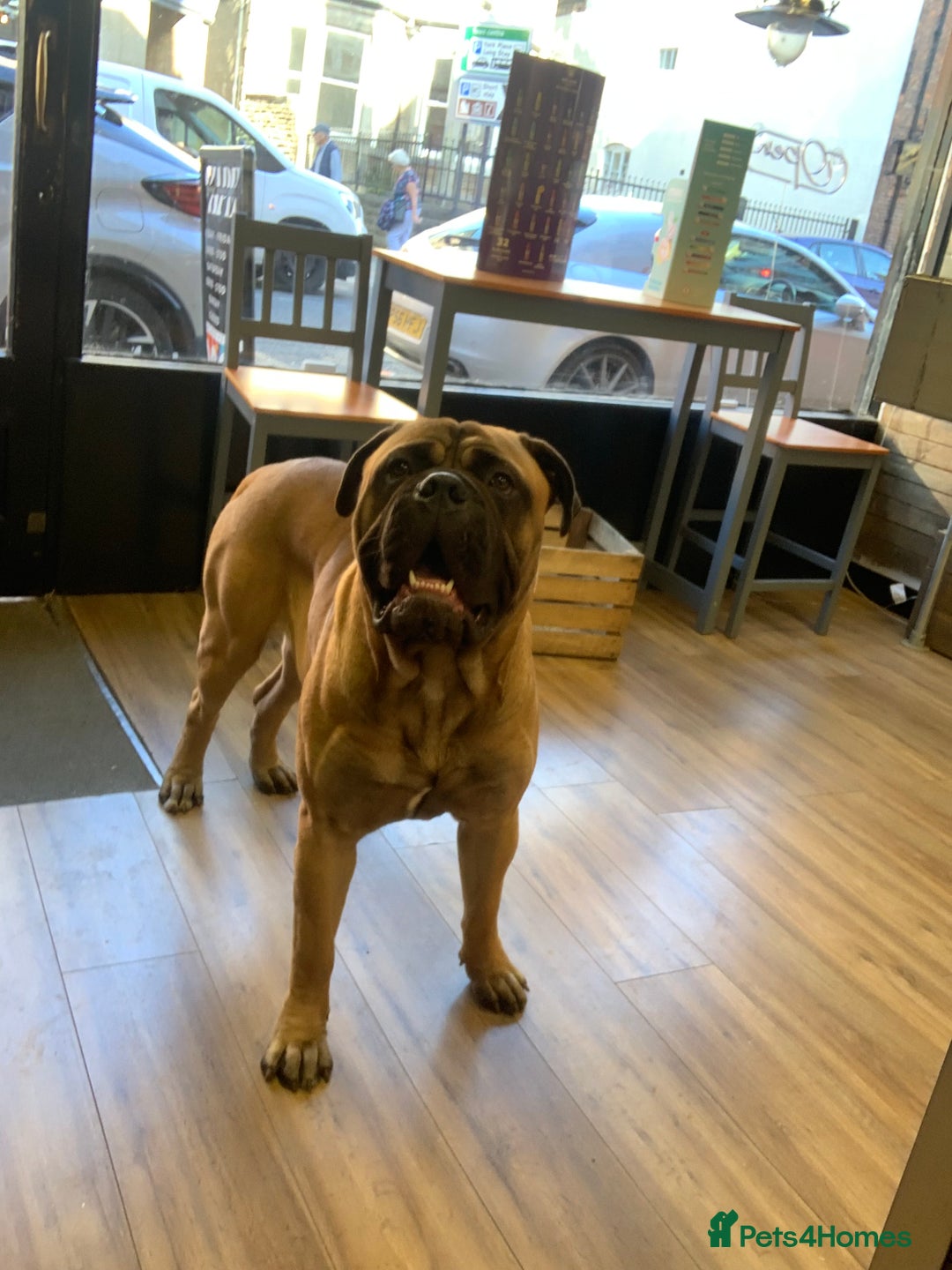 Bullmastiff dogs for stud: BAD MOON KENNELS - Image 4