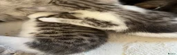 Mixed Breed cats for sale: Beautiful bengal mixed kittens  - Advert 2