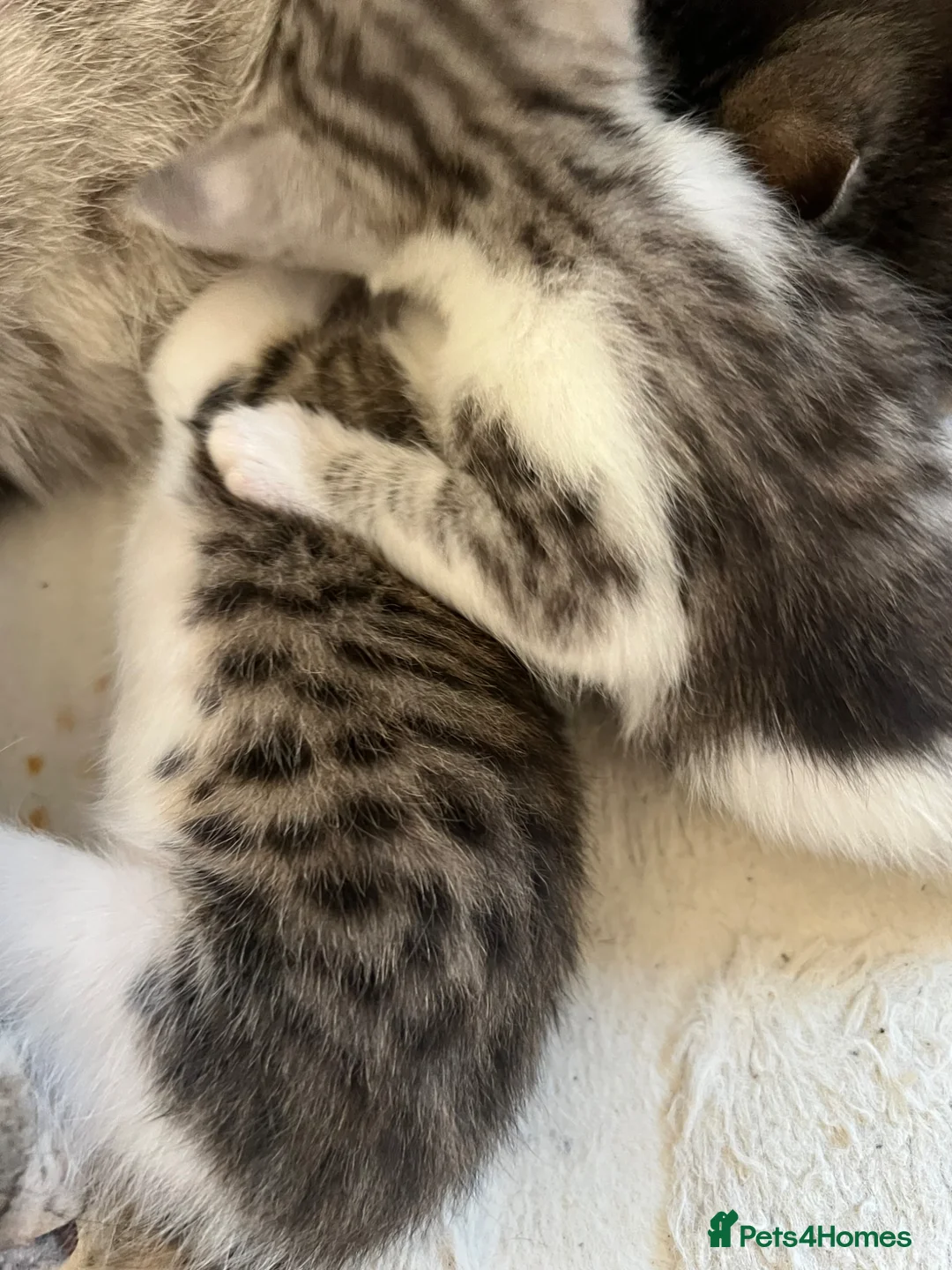 Mixed Breed cats for sale: Beautiful bengal mixed kittens  - Advert 2