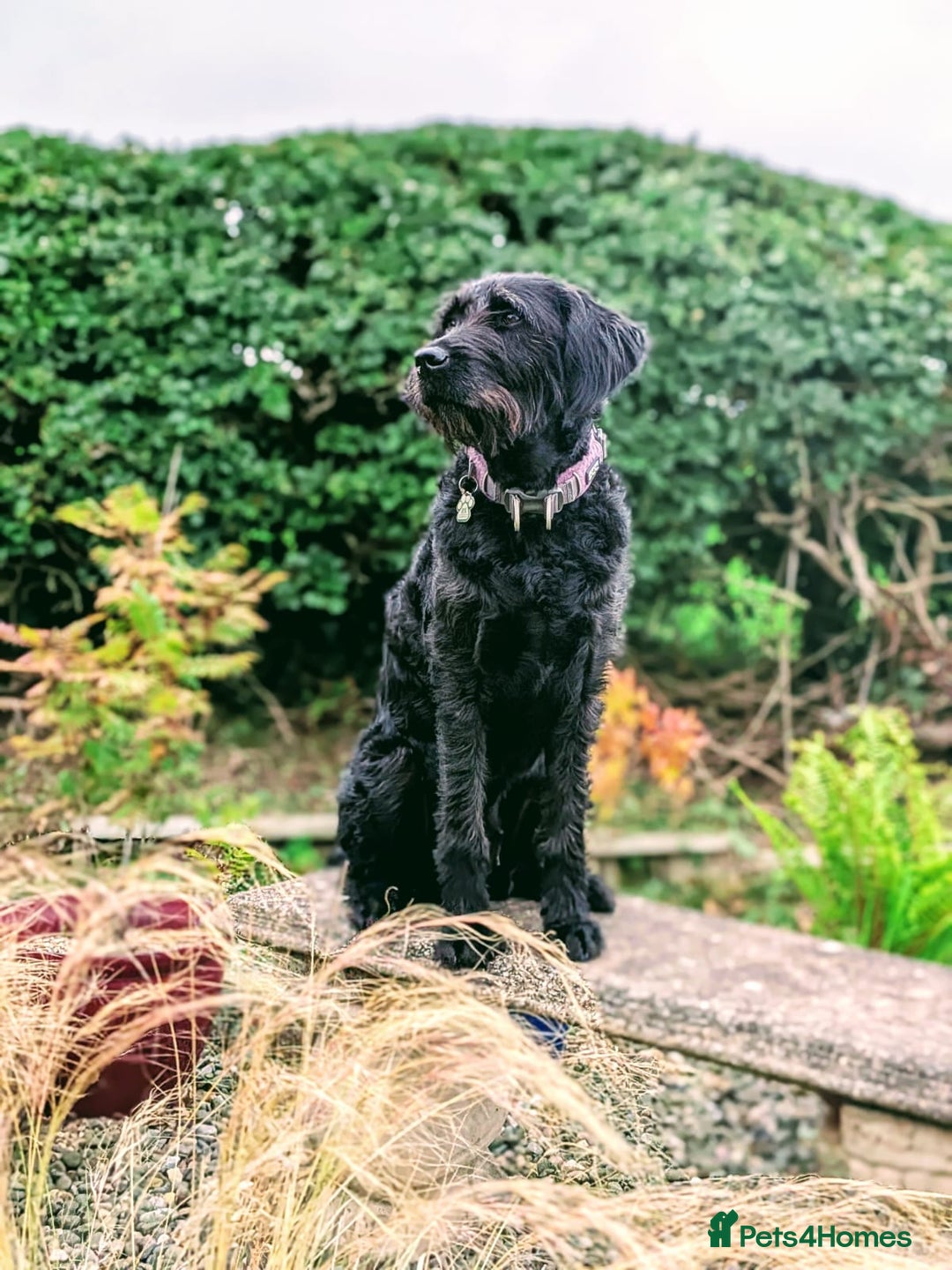 Double Doodle dogs for sale: Coming soon - Double Doodle puppies  - Advert 1