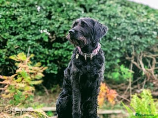 Double Doodle dogs Double Doodle puppies - Advert 5