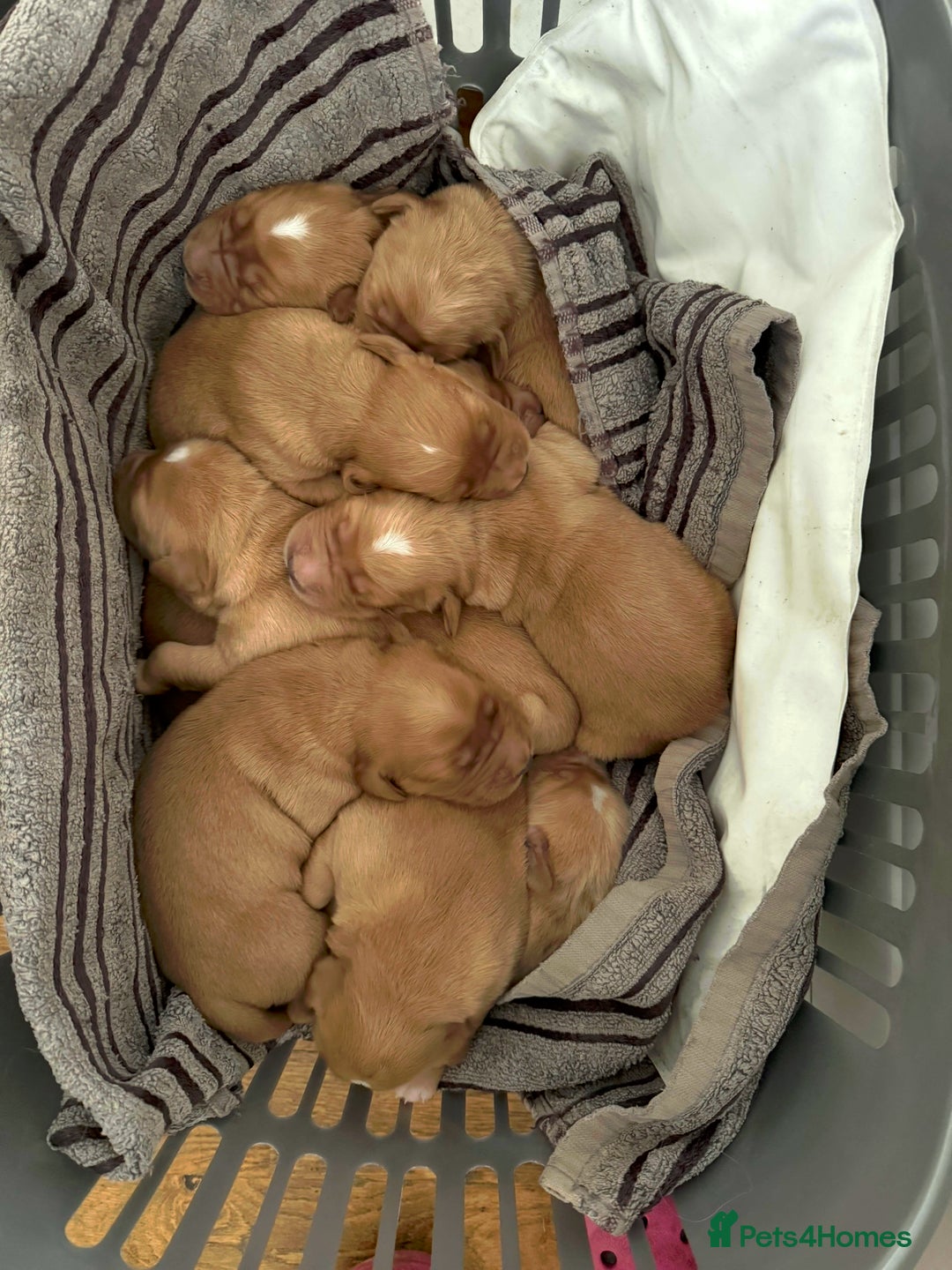 Golden Retriever dogs for sale: KC Working Golden Retriever Pups - Advert 8
