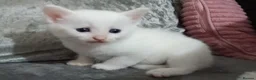 Mixed Breed cats for sale: 5 beautiful white kittens with lovely temperaments - Advert 6