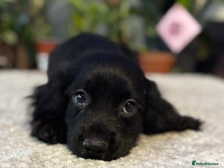 Cocker Spaniel dogs ***Last girl*** working cocker spaniel puppies - Advert 3
