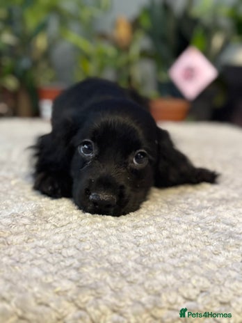 Cocker Spaniel dogs Four beautiful *working* cocker spaniel puppies - Advert 1