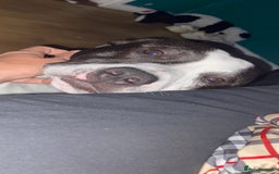 Staffordshire Bull Terrier dogs for stud: STUD  - Image 4