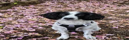 English Springer Spaniel dogs for adoption: Dottie - Advert 2