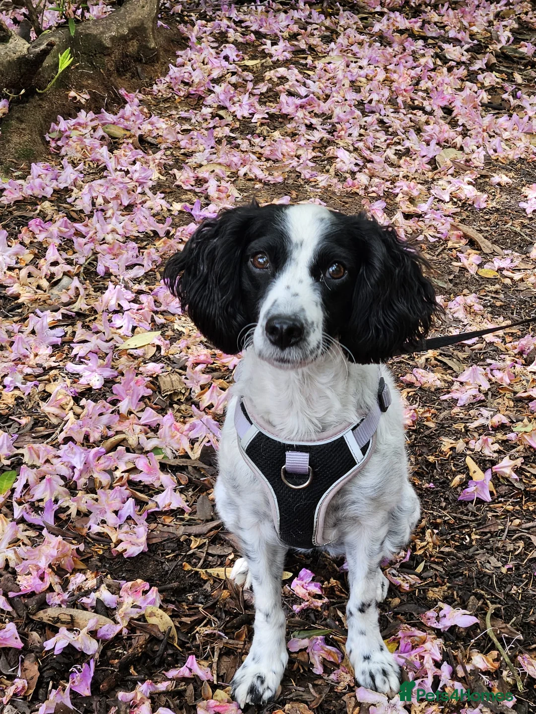 English Springer Spaniel dogs for adoption: Dottie - Advert 2