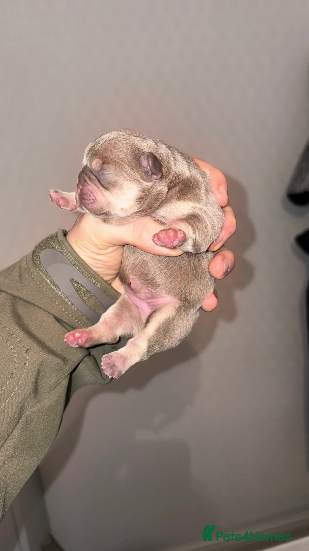 French Bulldog dogs for sale: HIGHLY HEALTH TESTED FRENCHIE PUPS - Advert 2