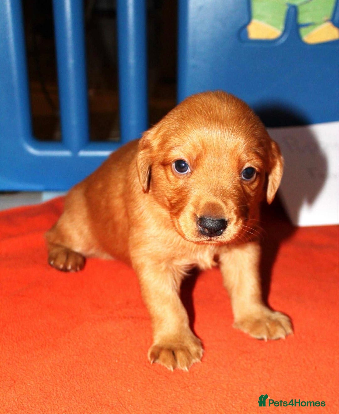 Cockerdor dogs for sale: Lovely Cockerdor puppies for sale  - Advert 6