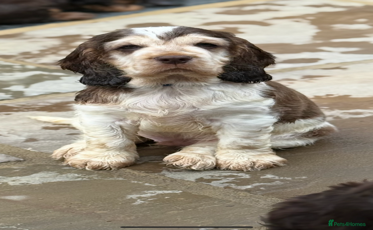 Cocker Spaniel dogs - Advert 1