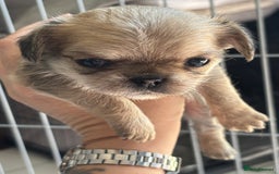 Mixed Breed dogs for sale: 6 beautiful puppies for sale, 3 female and 3 male - Image 13