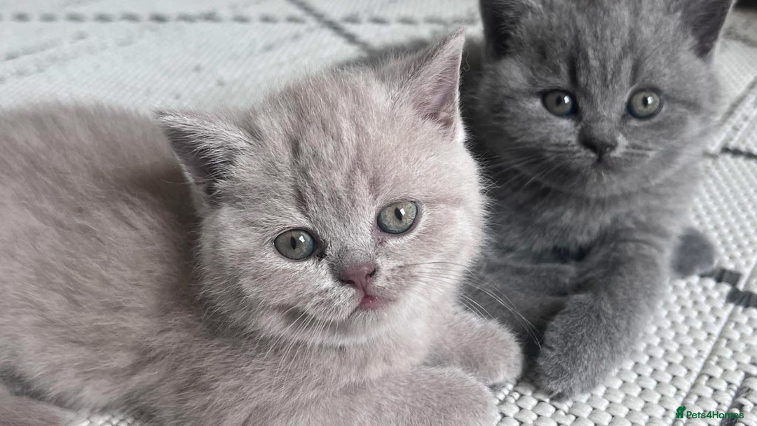 British Shorthair cats for sale: Gorgeous BSH Kittens  - Image 8