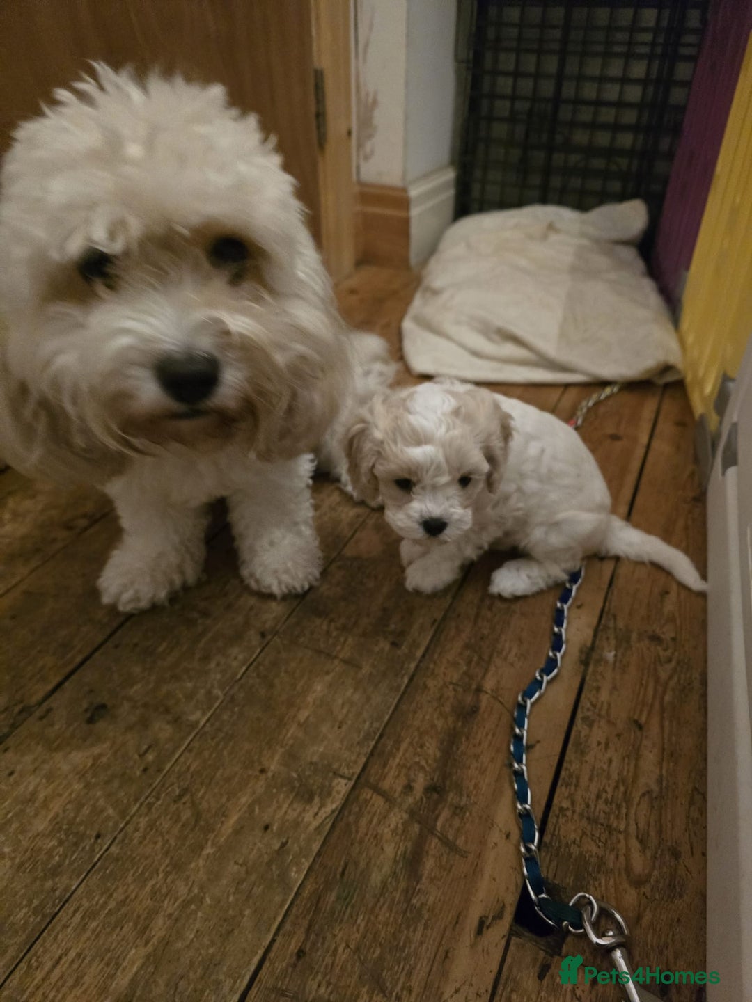 Cavapoochon dogs for sale: Gorgeous Cavapoochon girl  - Advert 2