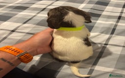 English Springer Spaniel dogs for sale: KC Registered English Springer Spaniel Puppies - Image 8