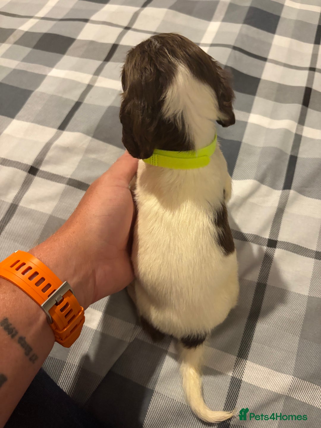 English Springer Spaniel dogs for sale: KC Registered English Springer Spaniel Puppies - Image 8