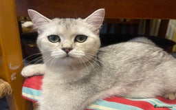 Scottish Fold cats for sale: Scottish fold - Image 12