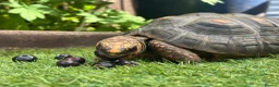 Tortoise reptiles for sale: Beautiful female red foot tortoise  in Woking - Advert 3