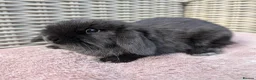 Mini Lop rabbits for sale: ❤️mini lop babies ❤️  - Advert 2