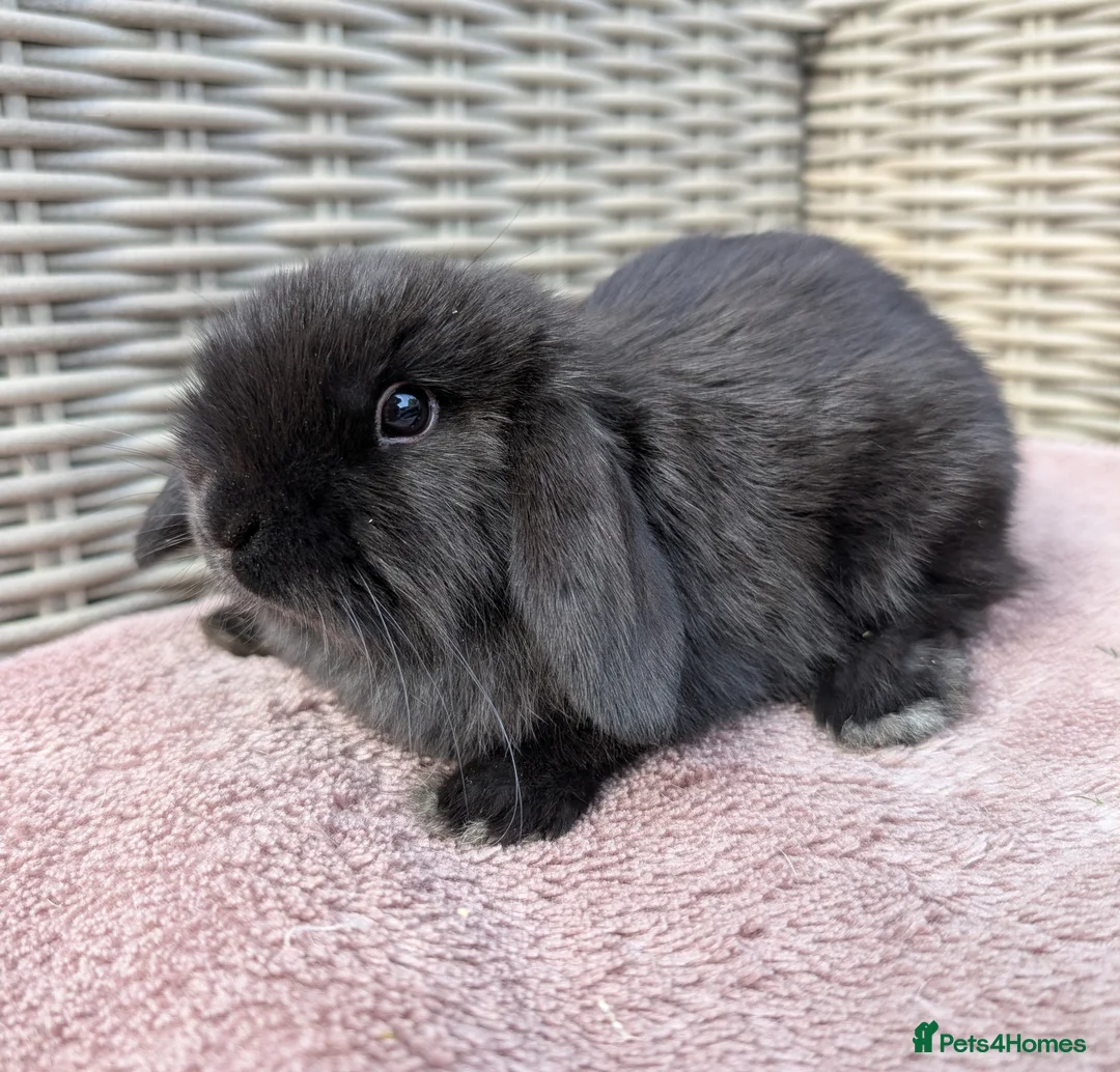 Mini Lop rabbits for sale: ❤️mini lop babies ❤️  - Advert 2