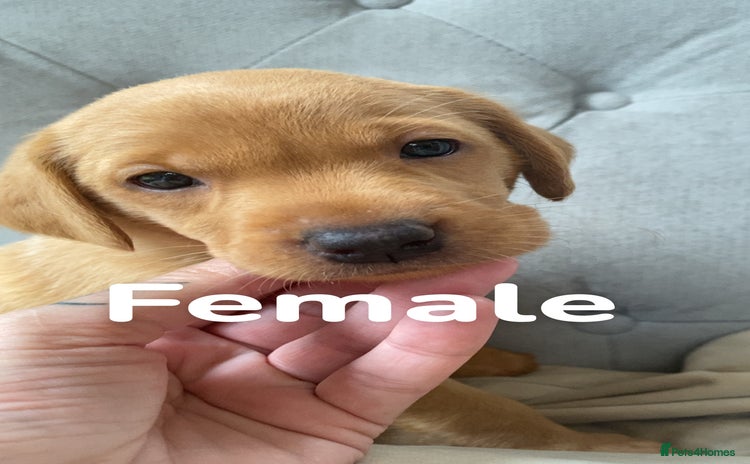 Labrador Retriever dogs - Advert 11
