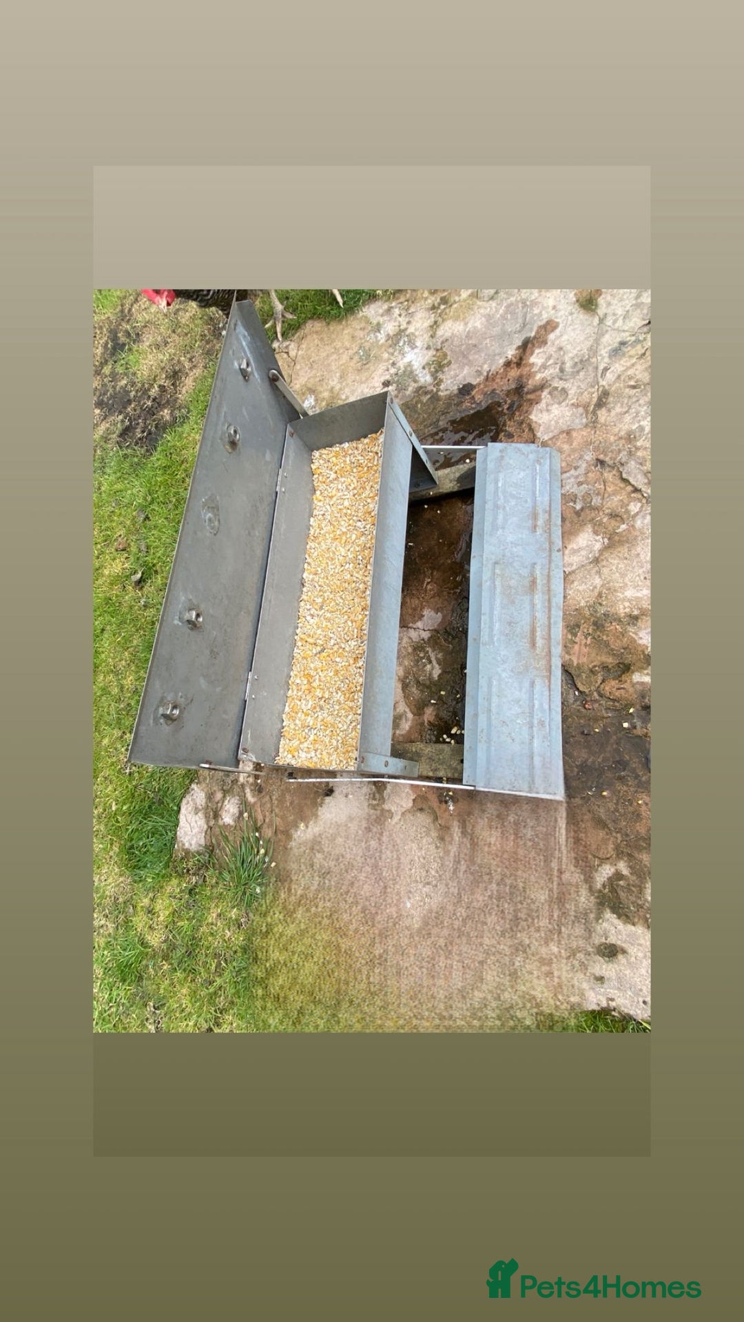 Chickens poultry for sale: 4 egg laying hens for sale with chicken coop  - Image 4