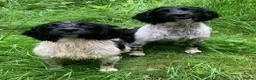 English Springer Spaniel dogs for stud: HEALTH TESTED FTCH bred springers for stud - Advert 9