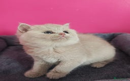 British Shorthair cats for sale: Stunning Teddy bear BSH kittens  GCCF  - Image 21