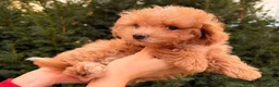 Maltipoo dogs for sale: Gorgeous Red Maltipoo Boys❤️ Ready Now! in Milton Keynes - Advert 6