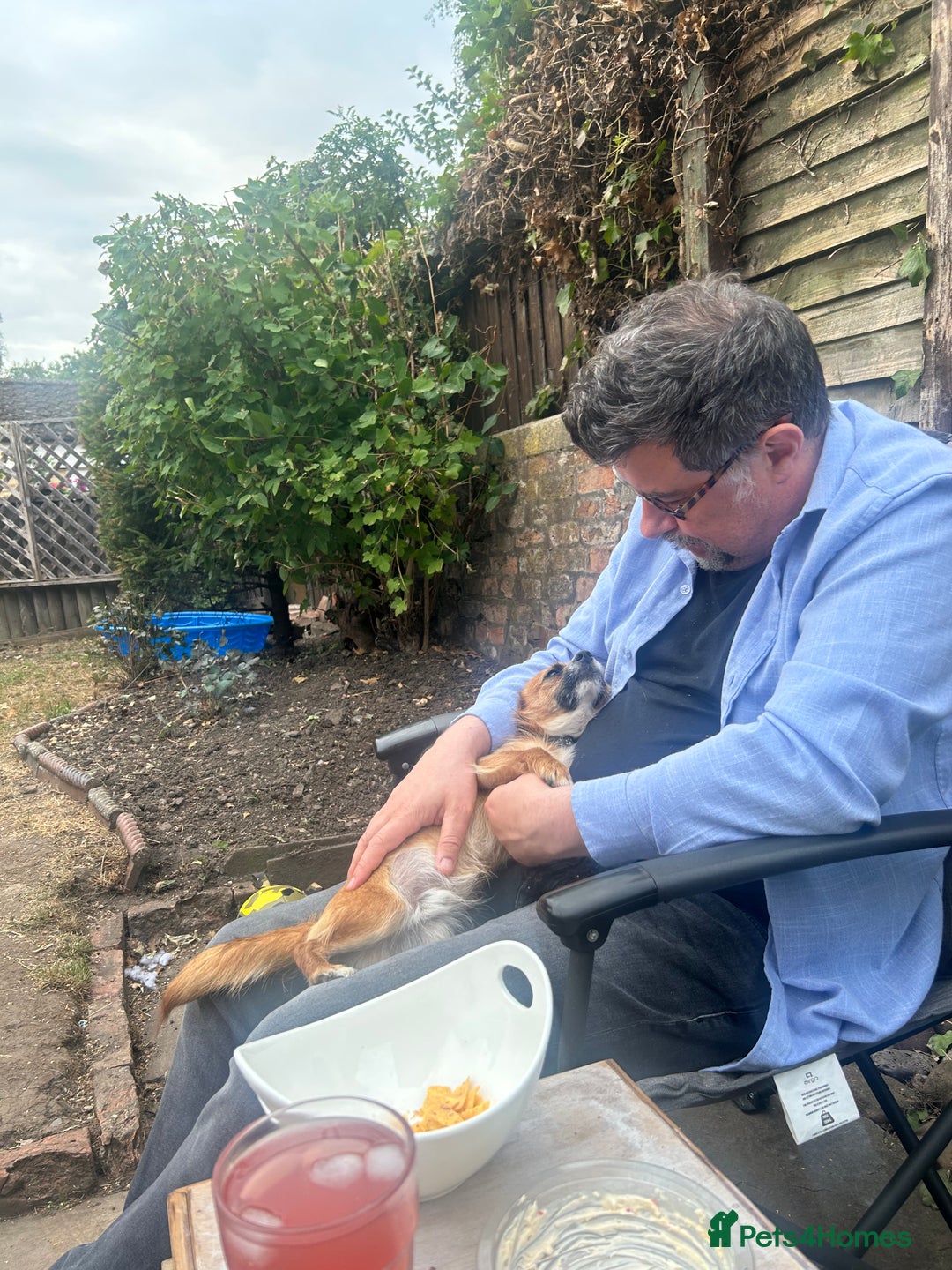 Mixed Breed dogs for sale: Jackawawa 1 year old Hugo - Image 12