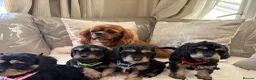Cavapoo dogs for sale: 5 Gorgeous F1 Cavapoo puppies - Advert 1