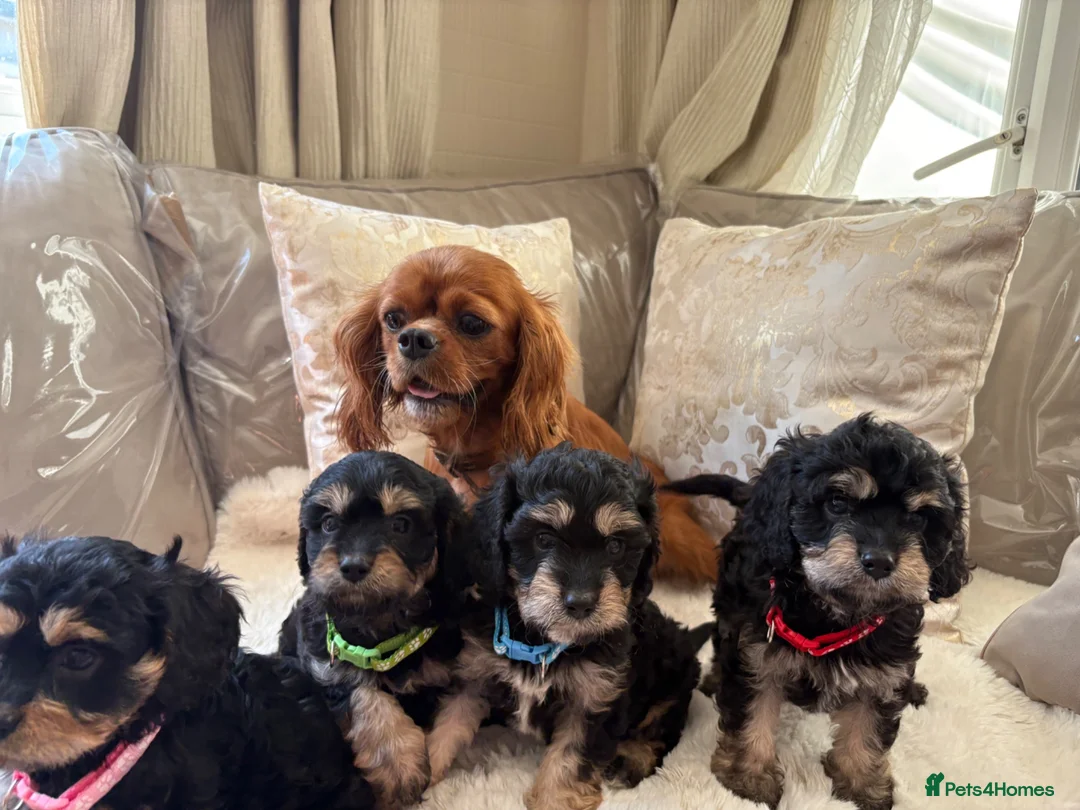 Cavapoo dogs for sale: 5 Gorgeous F1 Cavapoo puppies - Advert 1
